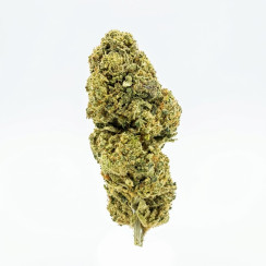 Auto Diesel CBD