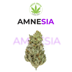 Amnésia Haze CBD