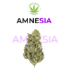 Amnésia Haze CBD