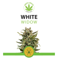 White Widow