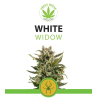 White Widow