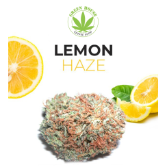 Lemon Haze