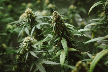Comment consommer des fleurs de CBD ?