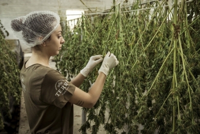 Chanvre et CBD : deux règlementations pour une même plante