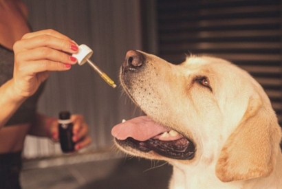Soulager l’arthrose chez le chien avec le CBD